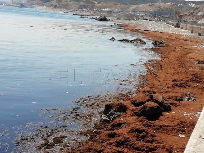 La FPAV dice que las playas de la Almadraba y el Tarajal están «de vergüenza» con el verano a la vuelta de la esquina
