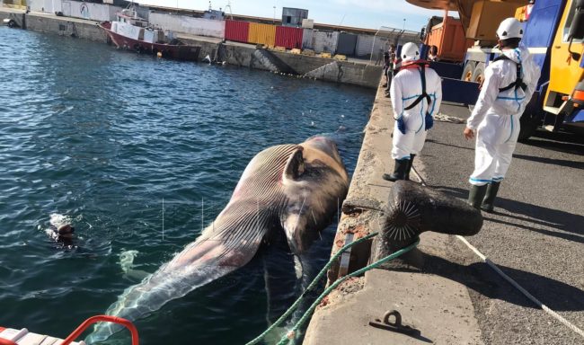 Salvamento Marítimo traslada a Ceuta el cuerpo de una ballena muerta en el Estrecho
