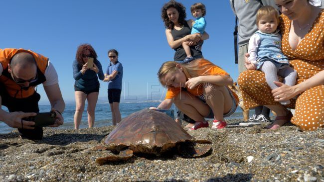 El CECAM devuelve al mar a la primera tortuga recuperada esta temporada