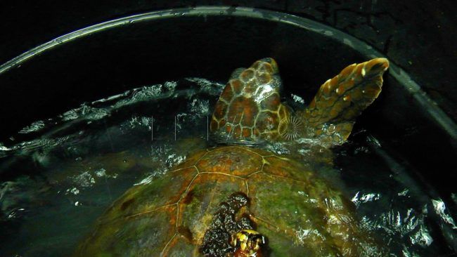 El CECAM rescata a la primera tortuga boba de la temporada en La Almadraba