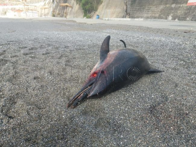 Aparece otro delfín muerto que eleva a entre dos y cuatro los hallados esta semana
