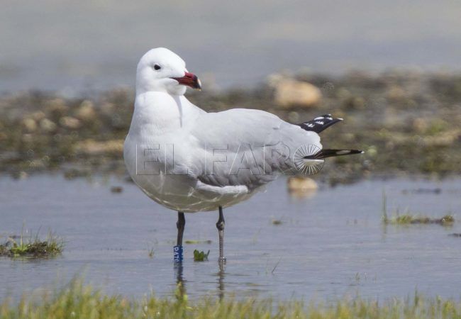 La alarmante situación de la gaviota de Audouin