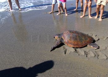 Tortuga-19