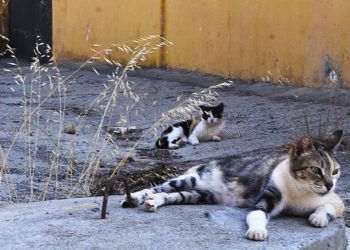 gatos