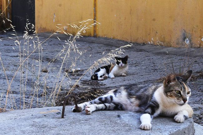Sin Campaña de esterilización de gatos callejeros