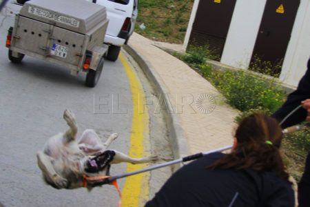 perro-rabia