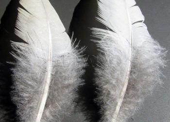 plumas
