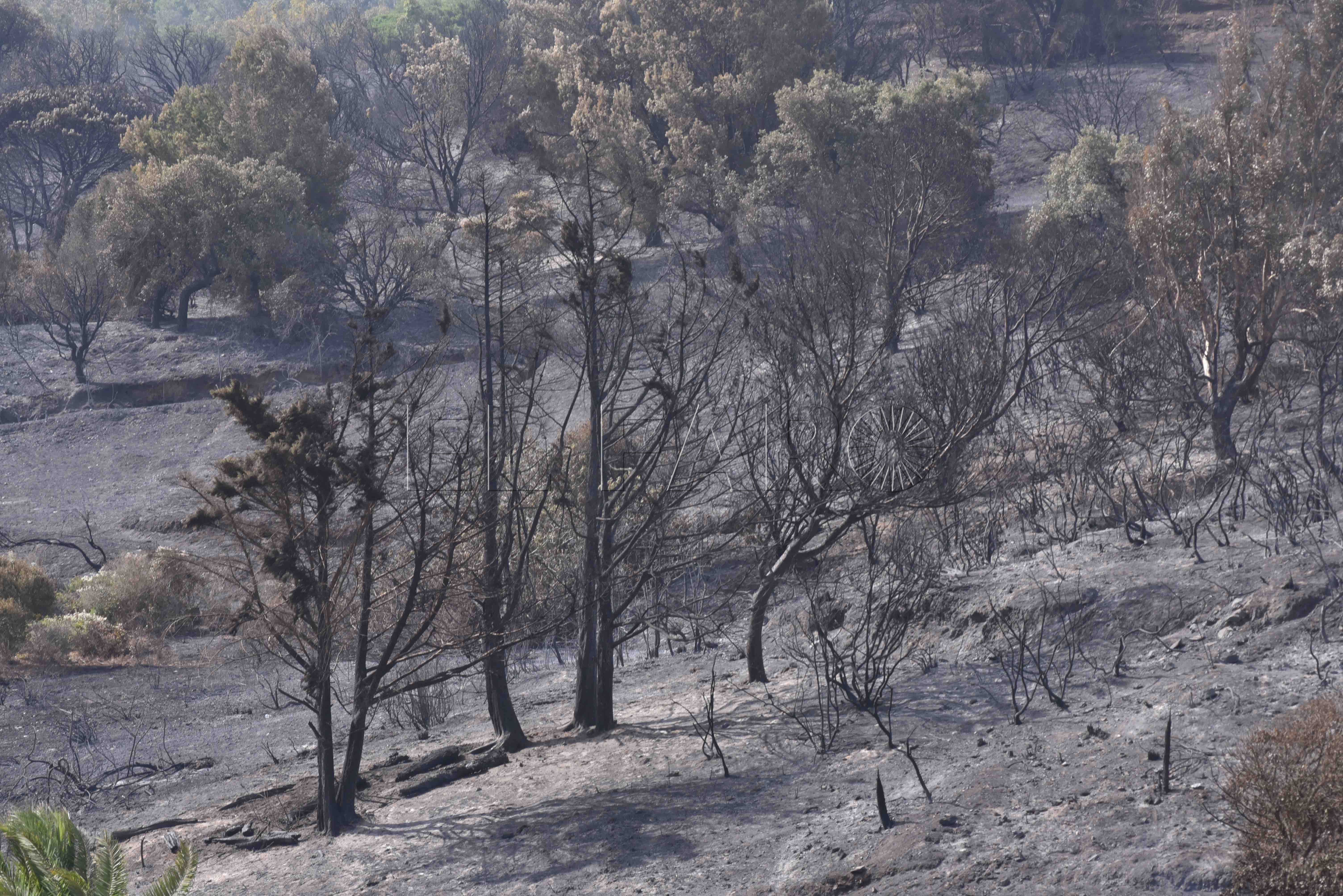 Alto daño ecologico incendio calamocarro
