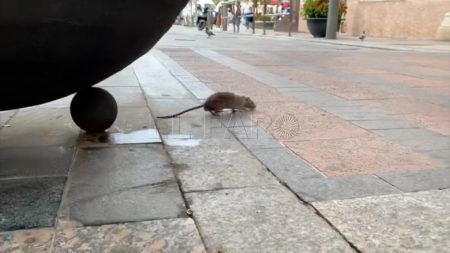 ratas-compras-centro