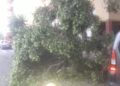 arbol-caida-coche-avenida-africa