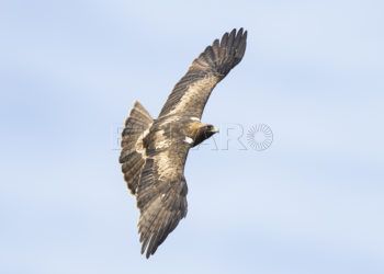 aguila-calzada