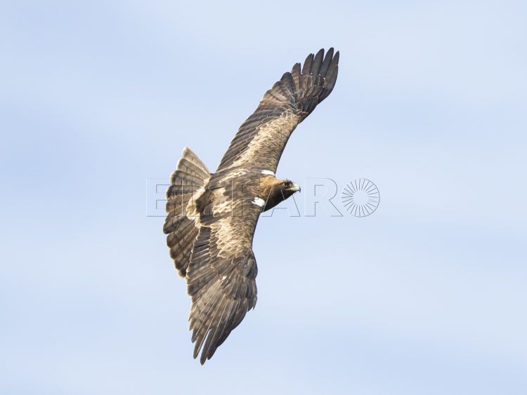 aguila-calzada