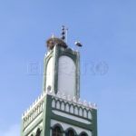 ciguenas-sidi-embarek-2