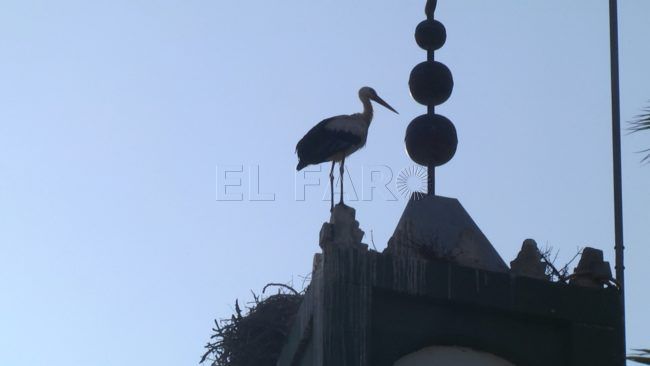 Las únicas cigüeñas de Ceuta anidan en la mezquita de Sidi Embarek