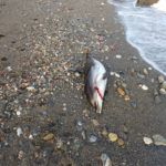 delfin-muerto-agosto-2