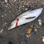 delfin-muerto-agosto-3