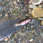 delfin-muerto-agosto-5