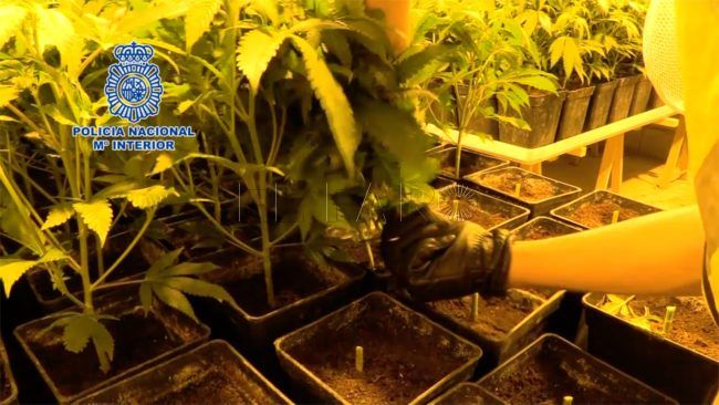 Así lucha la Policía Nacional contra el cultivo y el tráfico de marihuana