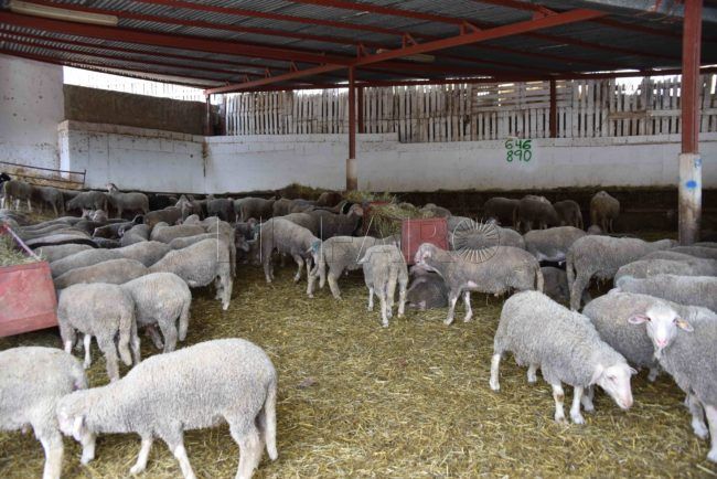 El Gobierno y la CIE crean un grupo de trabajo para el sacrificio de 2021