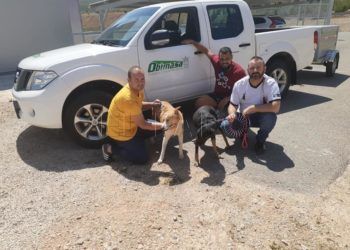 perros-ceuta-protectora-jaen-2