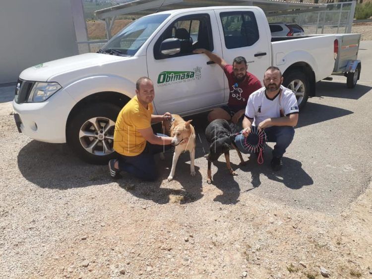 perros-ceuta-protectora-jaen-2