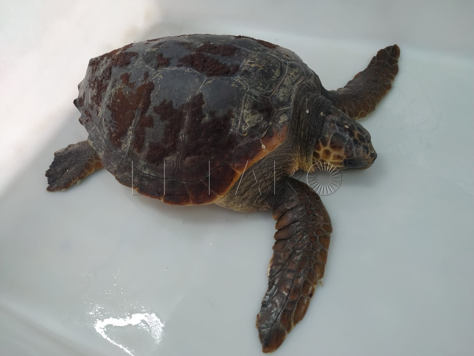 tortuga-almadraba-cecam-agosto-12-2