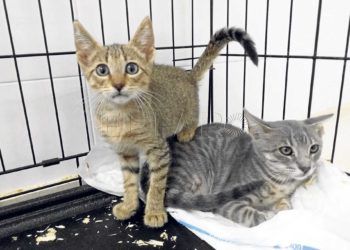 adopcion-gatos