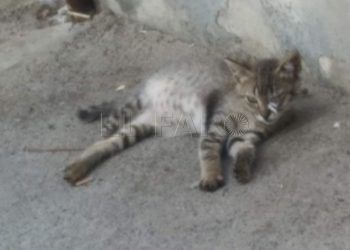 gato