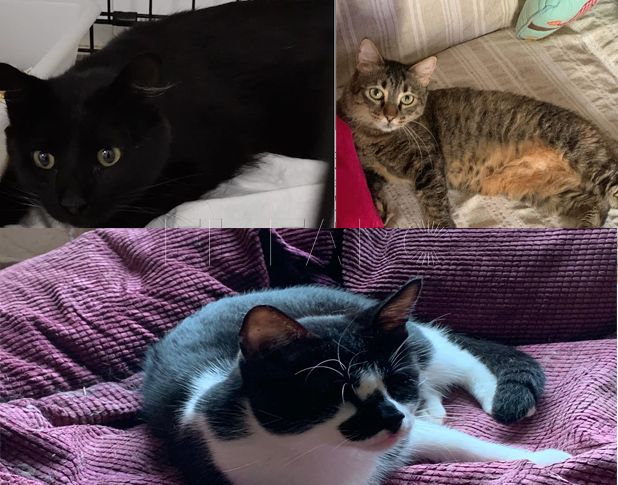 gatos-maltratados