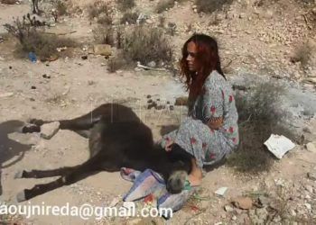salva-burro-agadir
