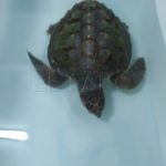tortuga-rescatada-1