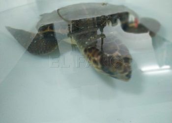 tortuga-rescatada-10