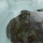 tortuga-rescatada-12