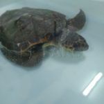 tortuga-rescatada-3