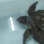 tortuga-rescatada-5