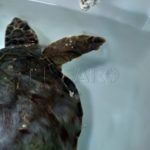 tortuga-rescatada-6