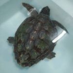tortuga-rescatada-7