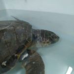 tortuga-rescatada-9