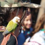 aves-arroyo-calamocarro