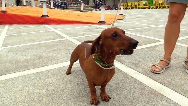 IU Ceuta recauda firmas para una clínica veterinaria pública