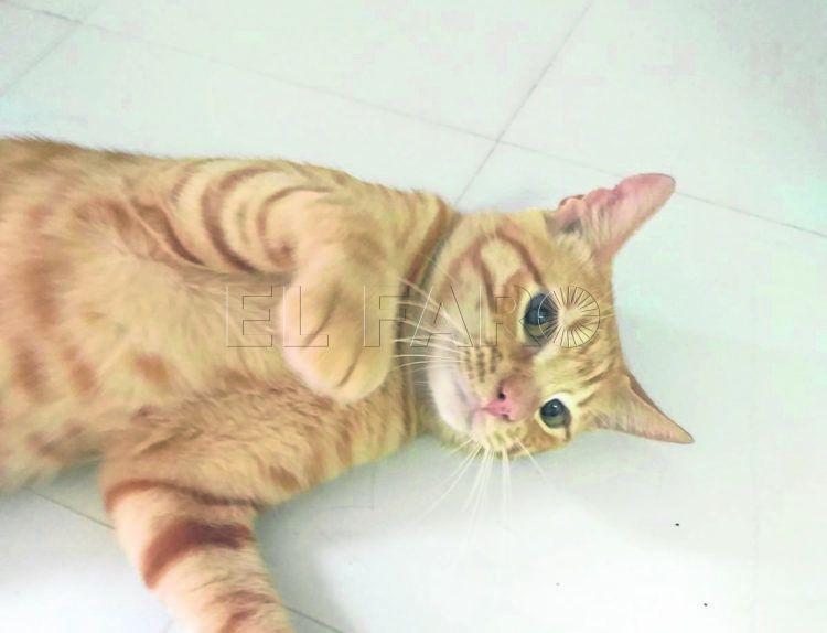rubio-gato