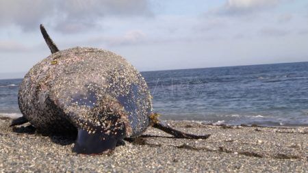 delfin-calamocarro-4