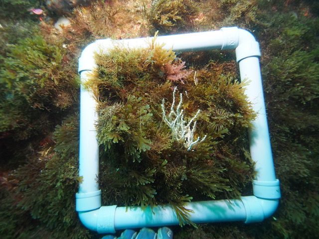 alga-invasora-bahia-norte-2