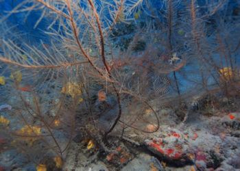 corales-1
