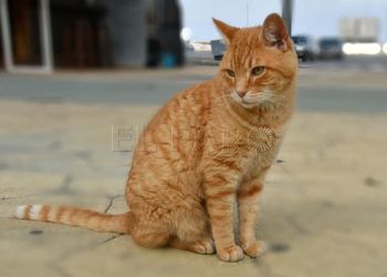 gato