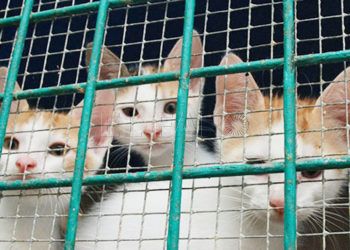 gatos