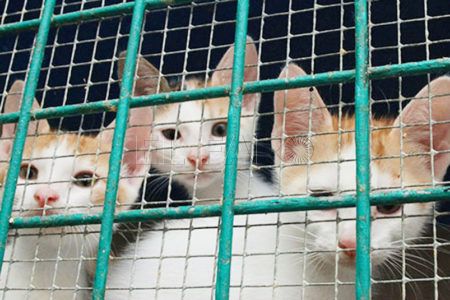 gatos