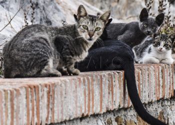 gatos