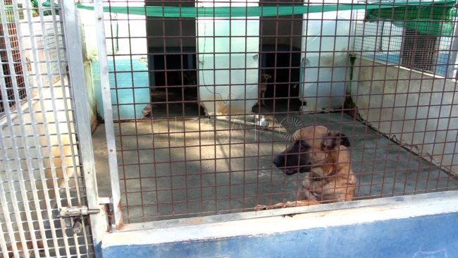 A la Protectora de Animales