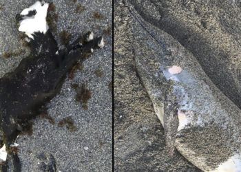cordero-delfin-muerto-playa